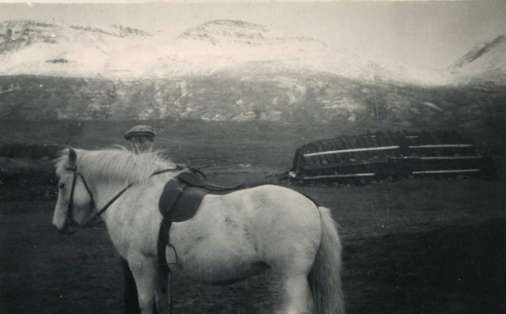 Steindór með hest