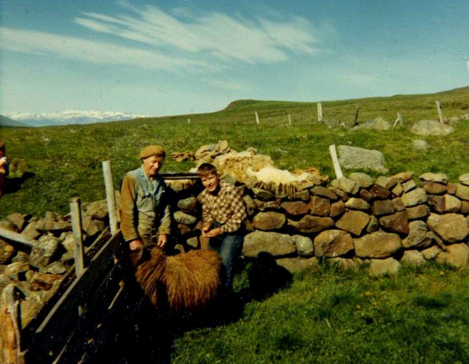Rúið í réttinni