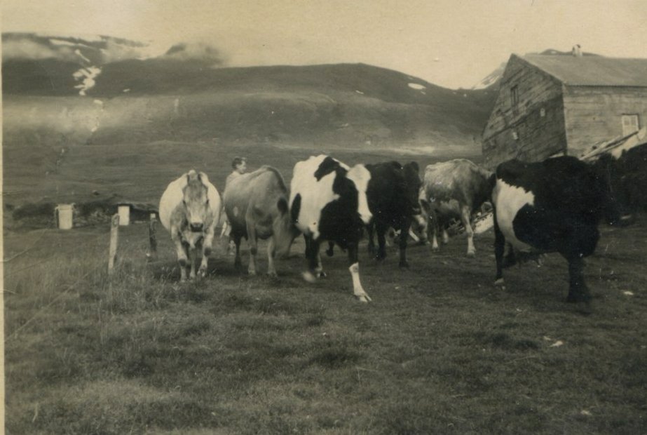 Kýrnar