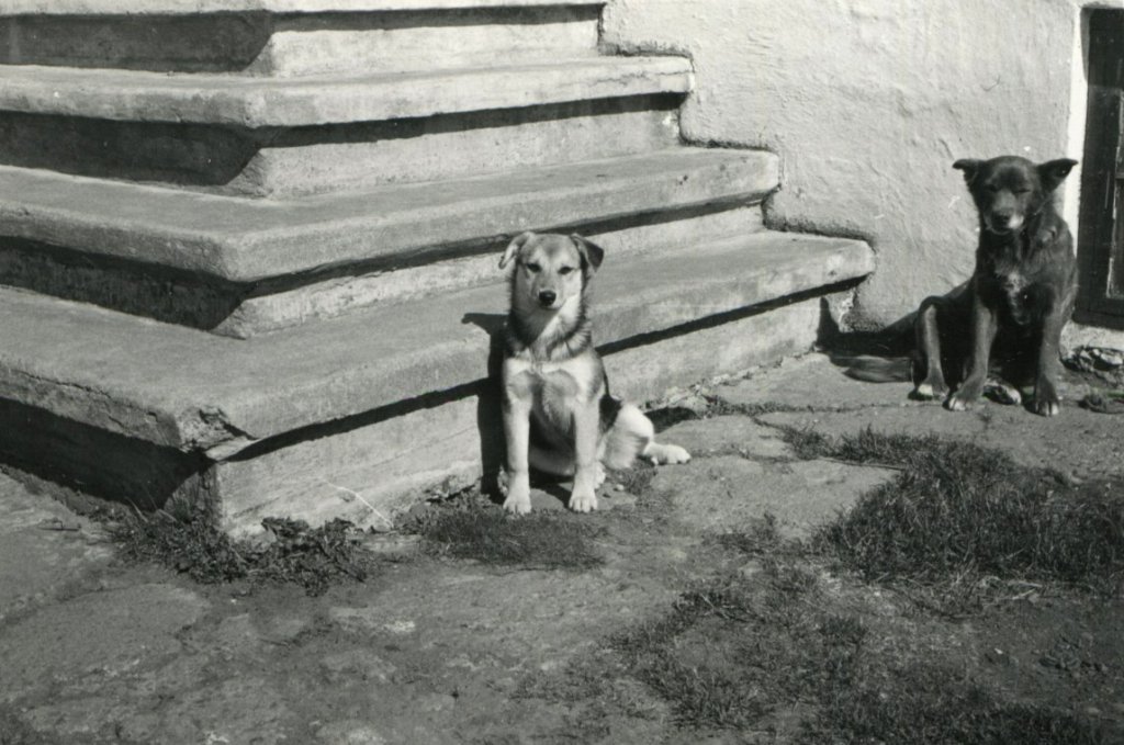 Tíkurnar