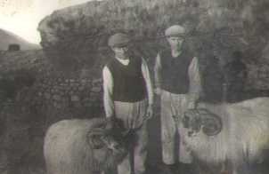 Frímann og Steindór með hrúta