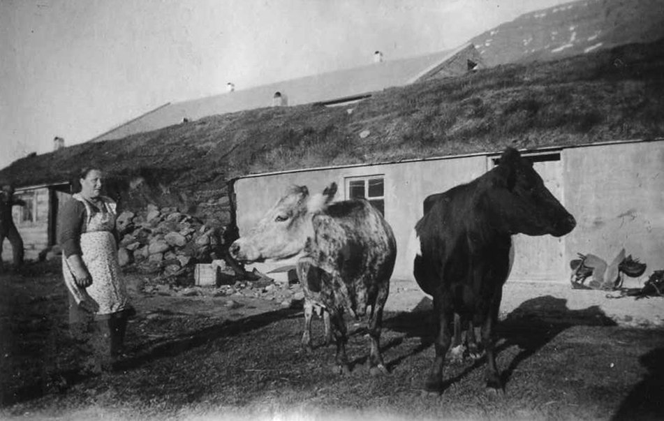 Kýrnar í Garðshorni um 1940